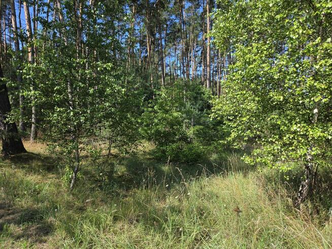 Sprzedam Działki Dąbrowa gmina Kuślin