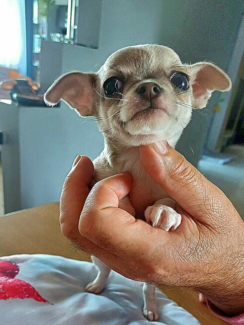 Chihuahua Krótkowłosy Błękitny Królewicz