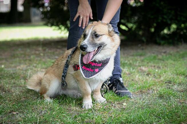 Lasso - psiak z sercem na łapce poleca się do adopcji!