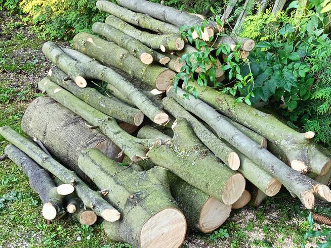 Sprzedam świeżo wycięte drzewo - jesion, modrzew, wierzba