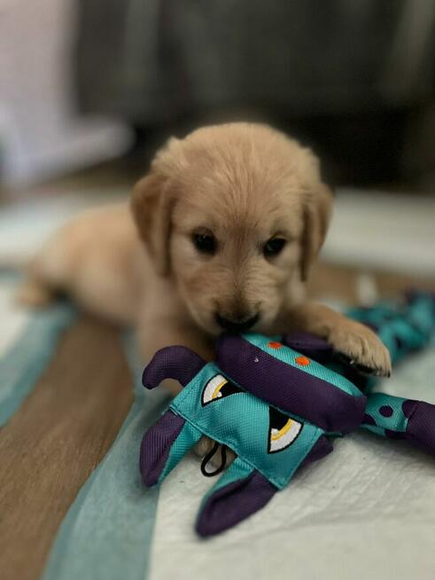 Szczeniaki GOLDEN RETRIVER