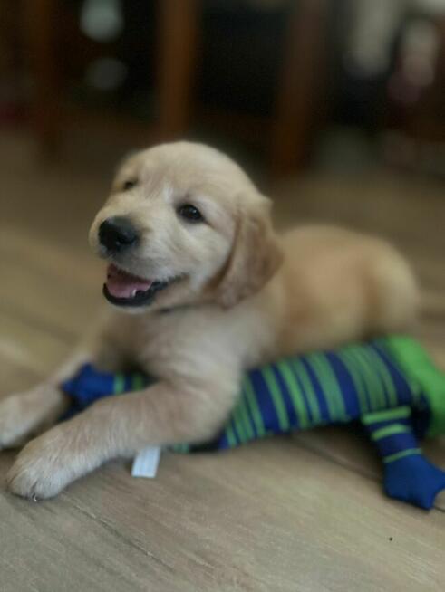 Szczeniaki GOLDEN RETRIVER