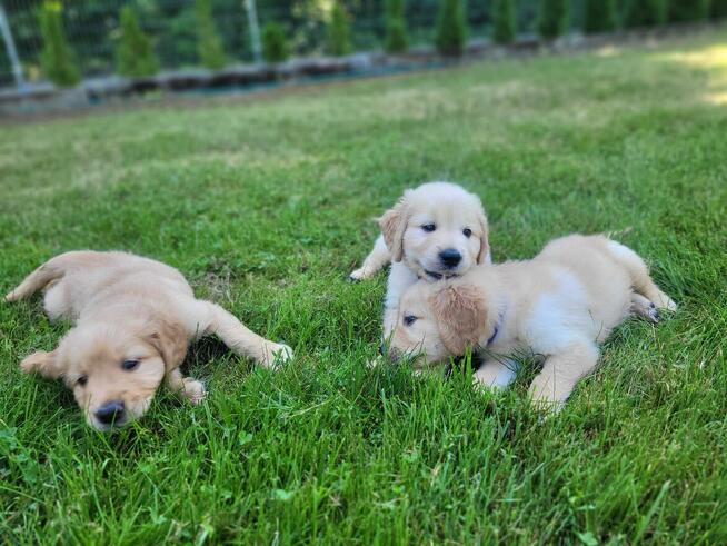 Szczeniaki GOLDEN RETRIVER