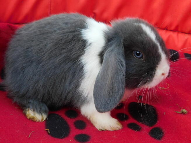 Niebieskie samczyki mini lop