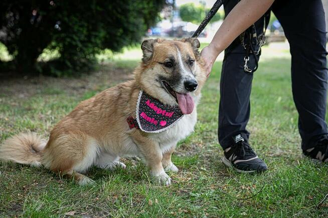 Lasso - psiak z sercem na łapce poleca się do adopcji!