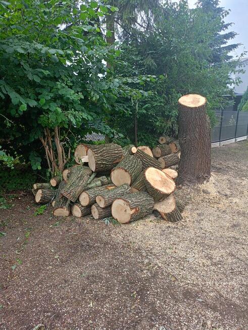 Sprzedam świeżo wycięte drzewo - jesion, modrzew, wierzba