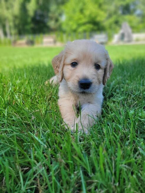 Szczeniaki GOLDEN RETRIVER