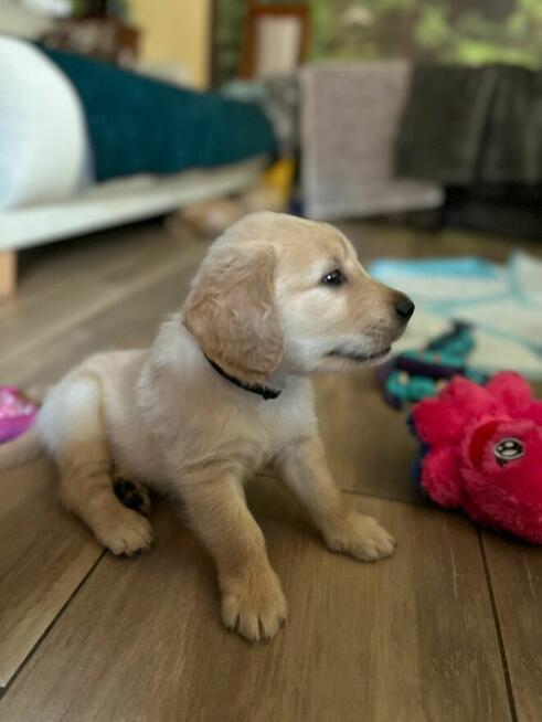 Szczeniaki GOLDEN RETRIVER