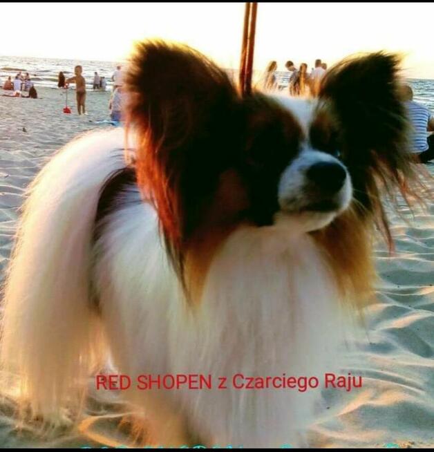 Reproduktor FCI - papillon KRYCIE!!!