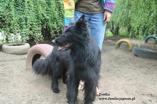 Psotka, przemiły mix owczarka
