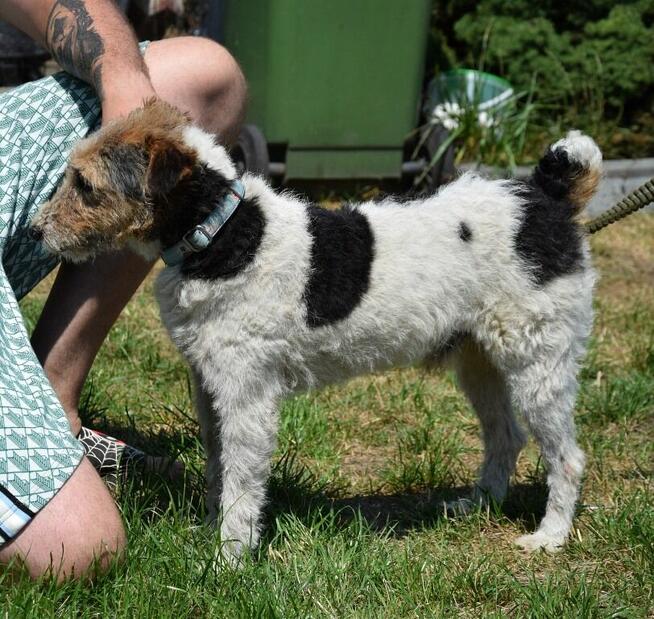 PŁOMYK foxterier szuka domu