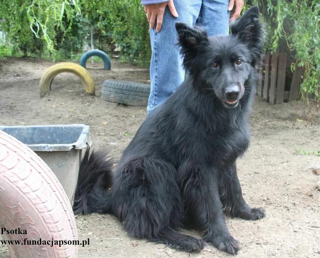 Psotka, przemiły mix owczarka