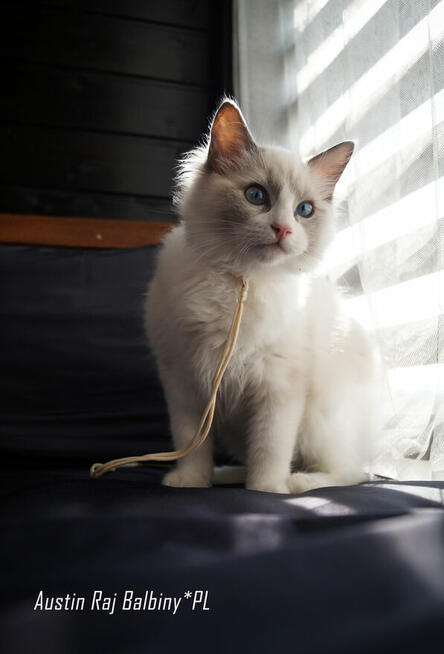 Ragdoll kocięta FPL