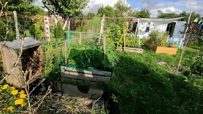 Urocza działka ROD z altanką, nasadzeniami i wyposażeniem