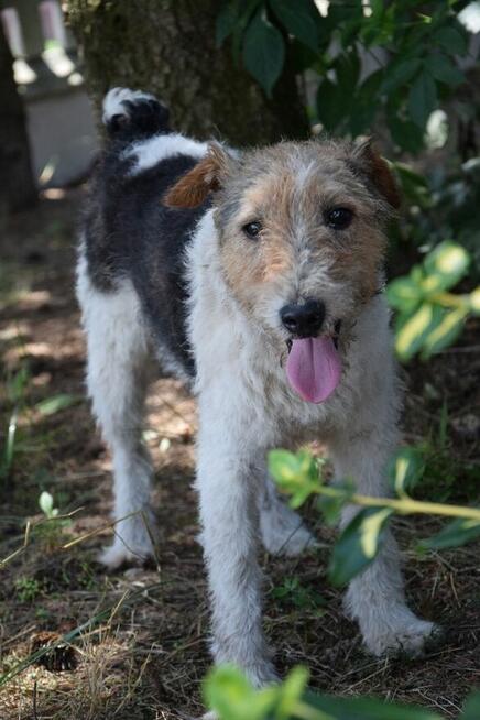 PŁOMYK foxterier szuka domu