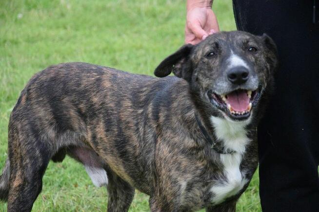 CZESTER wrażliwy, kochany piesek szuka domu