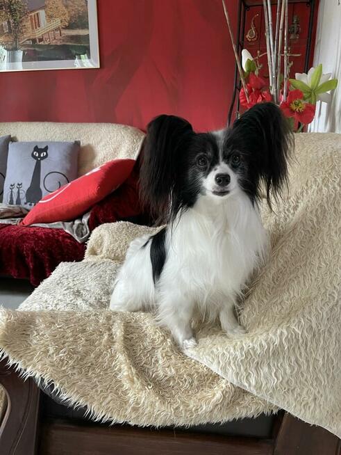 Reproduktor FCI - papillon KRYCIE!!!