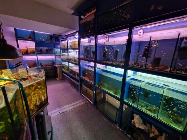 Sprzedam sklep akwarystyczno-zoologiczny