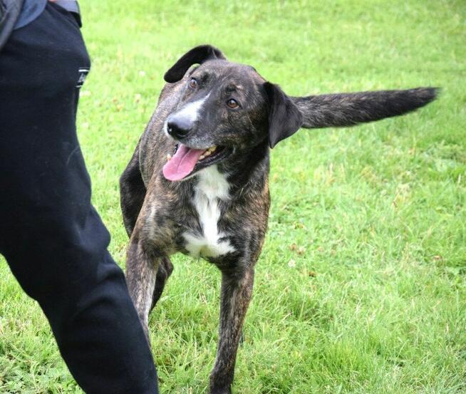 CZESTER wrażliwy, kochany piesek szuka domu