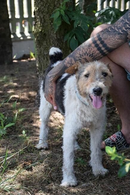 PŁOMYK foxterier szuka domu