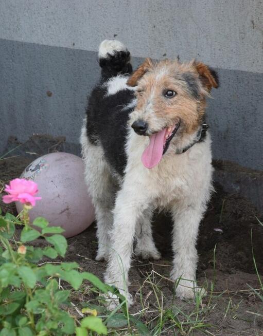 PŁOMYK foxterier szuka domu