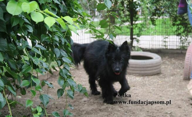 Psotka, przemiły mix owczarka