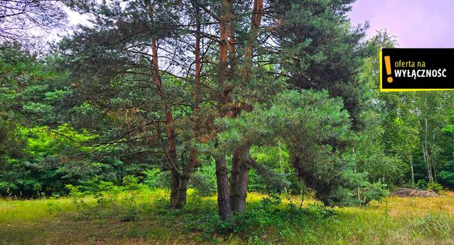 Działka rolna Żuków gm. Solec-Zdrój,