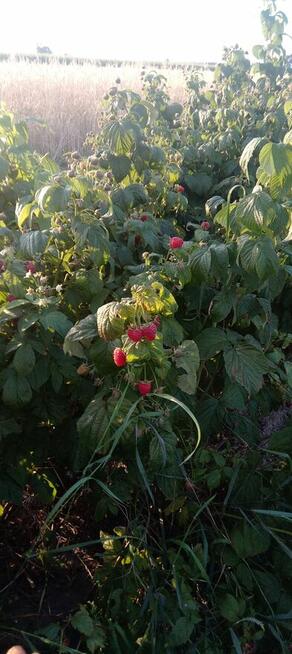 Maliny jesienne rwane na zamówienie