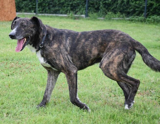 CZESTER wrażliwy, kochany piesek szuka domu