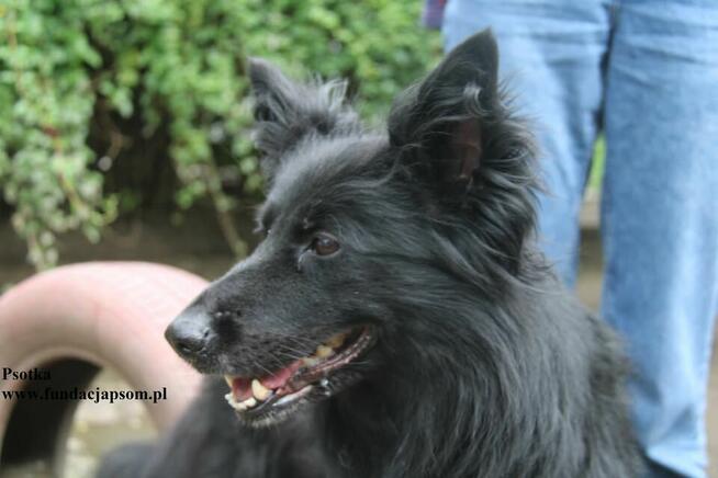 Psotka, przemiły mix owczarka