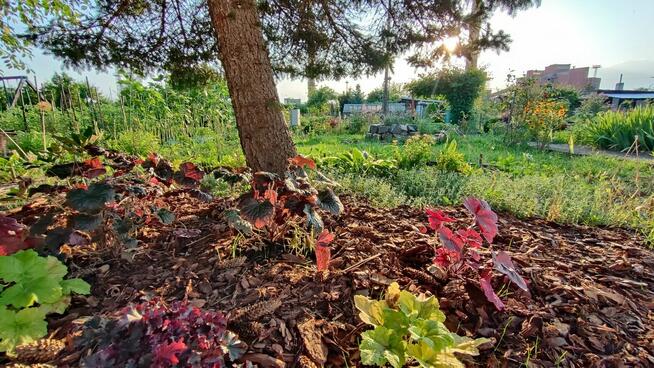 Urocza działka ROD z altanką, nasadzeniami i wyposażeniem