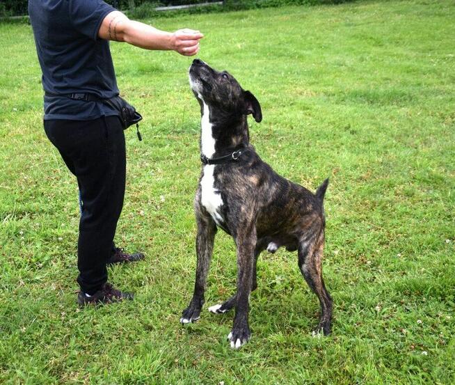 CZESTER wrażliwy, kochany piesek szuka domu