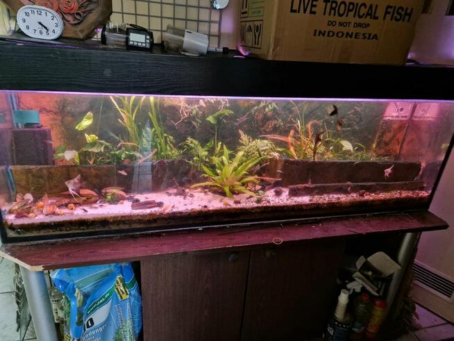 Sprzedam sklep akwarystyczno-zoologiczny