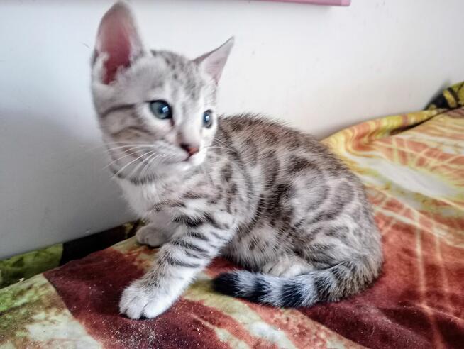 Kocięta bengalskie- cudowna koteczka