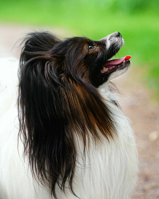 Papillon-reproduktor FCI