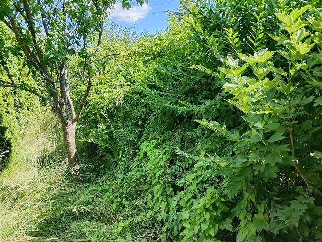 Czyszczenie karczowanie uporządkowanie działek ogrodów