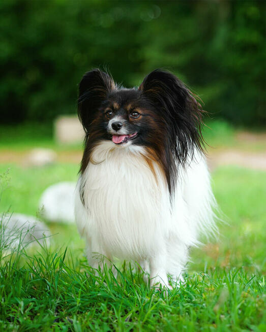 Papillon-reproduktor FCI