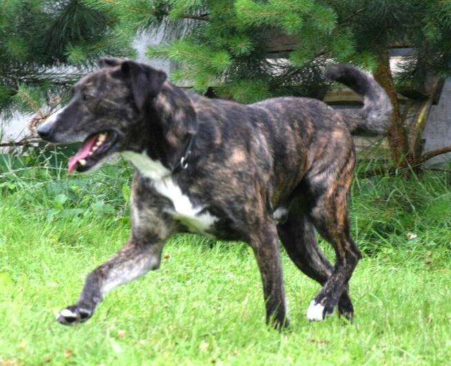 CZESTER wrażliwy, kochany piesek szuka domu