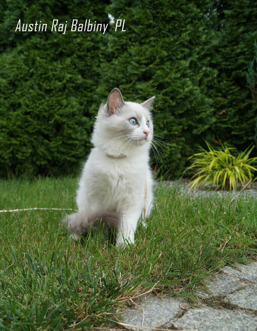 Ragdoll kocięta FPL