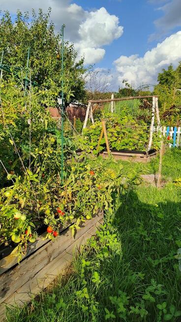 Urocza działka ROD z altanką, nasadzeniami i wyposażeniem