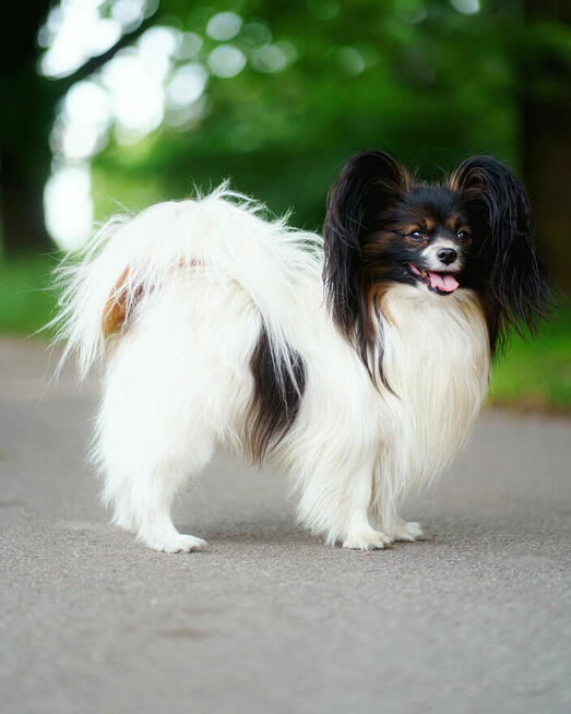 Papillon-reproduktor FCI