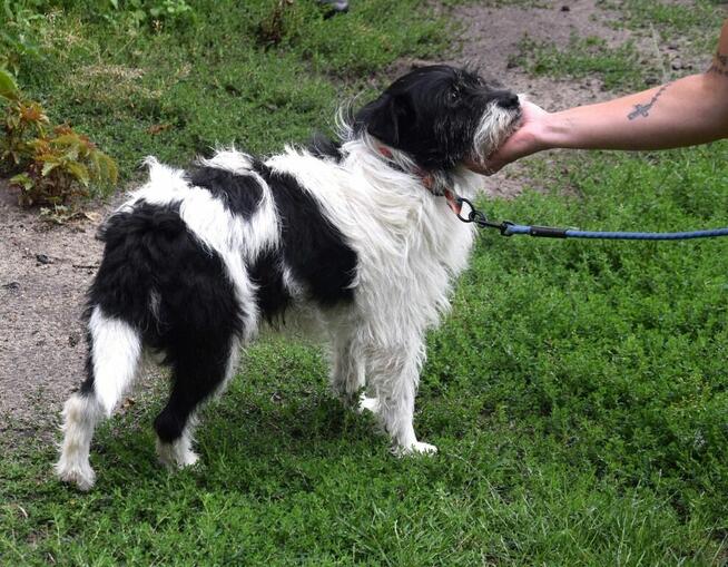 NIKOŚ uwolniony z zamknięcia czeka na dom