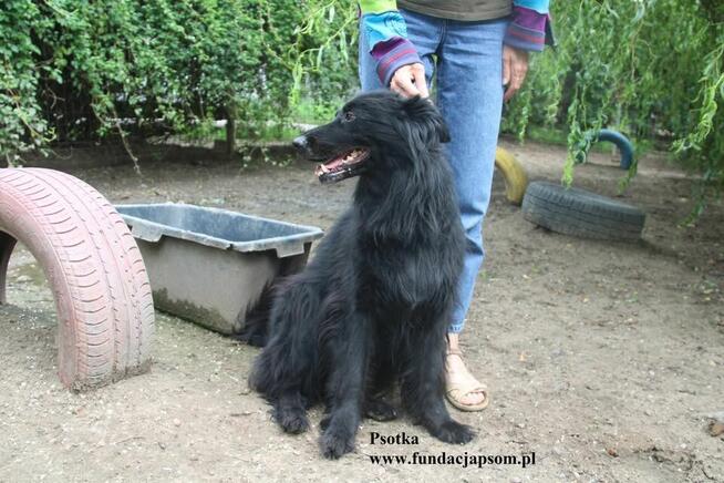 Psotka, przemiły mix owczarka