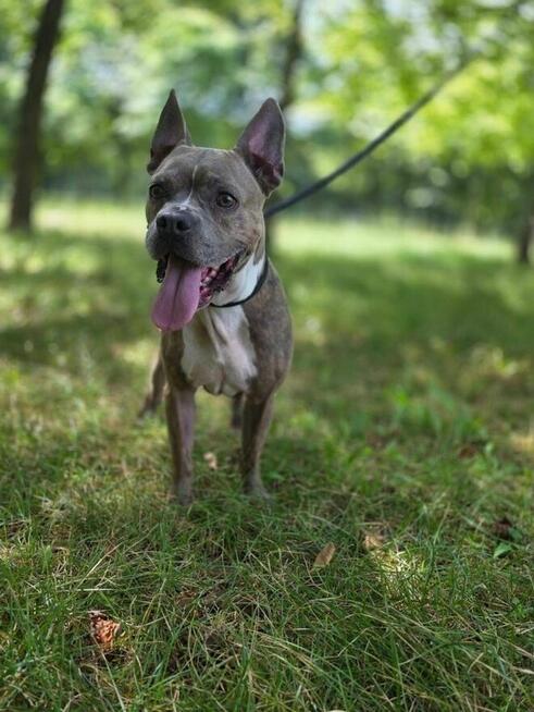 Borys -piękny pies w typie rasy do adopcji