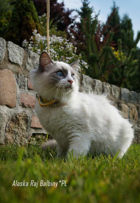 Ragdoll kocięta FPL
