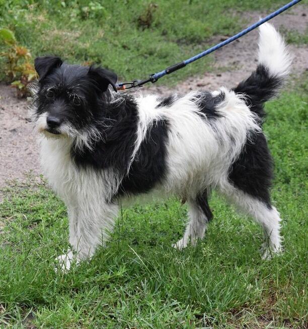 NIKOŚ uwolniony z zamknięcia czeka na dom