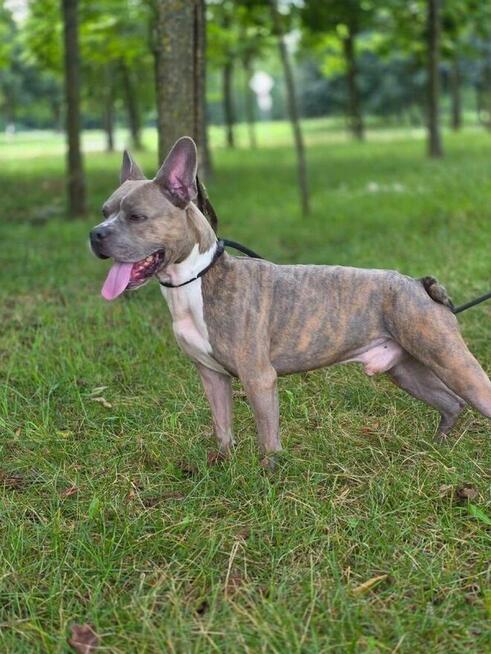 Borys -piękny pies w typie rasy do adopcji