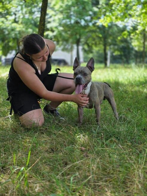 Borys -piękny pies w typie rasy do adopcji