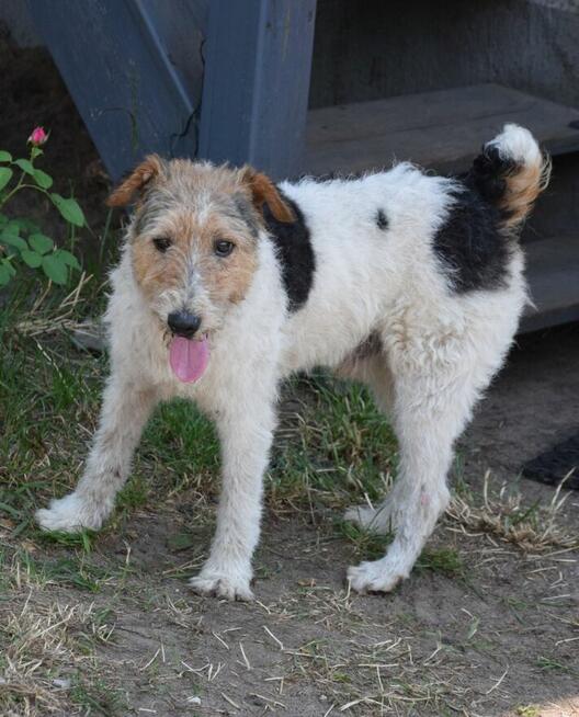 PŁOMYK foxterier szuka domu