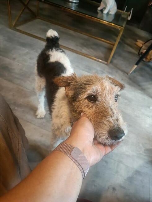 PŁOMYK foxterier szuka domu